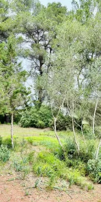 Exceptional Rustic Land with Building License near Santa Gertrudis