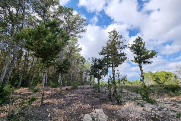 Prime Building Plot in Santa Gertrudis, Ibiza  for sale – An Exclusive Opportunity