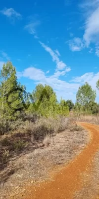 Two contiguous building plots for sale in Santa Gertrudis