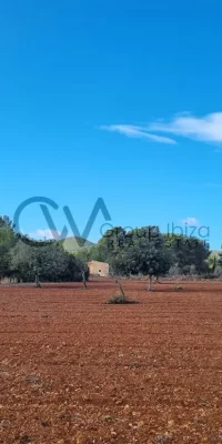 Two contiguous building plots for sale in Santa Gertrudis