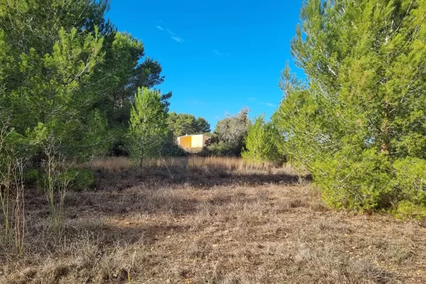 Three building plots in Santa Gertrudis – prime investment opportunity!