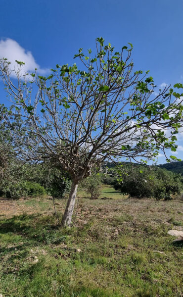 Building plot in Santa Gertrudis for sale